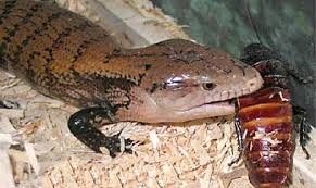 Australia is home to some of the world's most interesting animals. Blue Tongue Skink Care Sheet Lizard Cafe