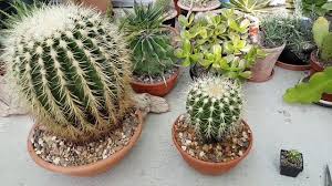 These milestones are assuming the cactus is in an environment that's not too cold or too warm, the plant gets the right amount of sunlight, and it's watered and otherwise tended to when. Growth Rates Of Golden Barrel Cactus Youtube