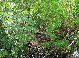 Image result for Rhizophora racemosa