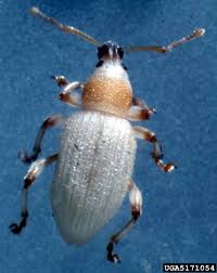 Repelling them, in natural fashions that won't harm the land or crops is covered in this article. Black Vine Weevil