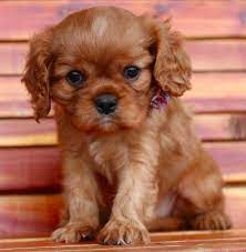 Good Breeder Marino S Precious Cavaliers King Charles Cavalier Spaniel Puppy Cavalier King Charles Spaniel Cavalier King Spaniel