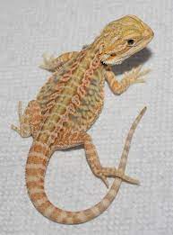 Hypo Bearded Dragon Bearded Dragon Colors Bearded Dragon Cute Bearded Dragon Funny