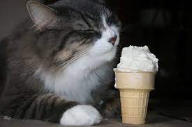 39 Cats Eating Ice Cream Est Morozhenoe Koshki