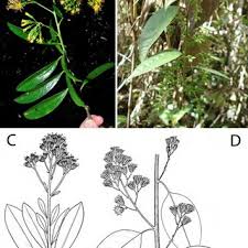 Image result for Senecio serratuloides