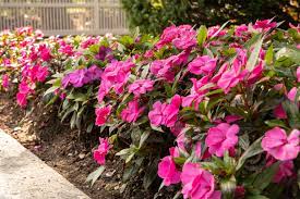 New guinea impatiens is similar to the traditional impatiens. New Guinea Impatiens Plant Care Growing Guide