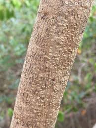 Image result for Ozoroa