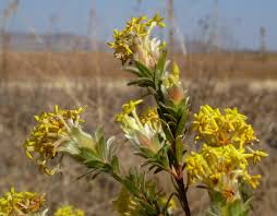 Image result for Gnidia