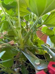 Image result for cuttings of geraniums