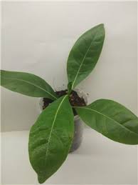 Image result for Pavetta edentula