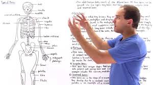 Examples of short bones include the carpal and tarsal bones of the wrist and feet. Long Bones Short Bones Flat Bones Irregular Bones Sesamoid Bones Youtube