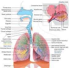 Science Health Essay Blog Respiratory And Circulatory Systems Ethan Matthew Cheng Sy S Blog