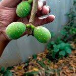 Image result for Ficus laurifolia