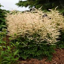 Part shade perennial zone 5. Photo Essay Shade Perennials That Aren T Hostas Heucheras Or Ferns Perennial Resource