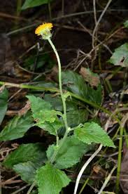 Image result for Crassocephalum vitellinum