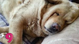 Neden Bir Kopek Hapsiriyor Ve Horluyor Tr Secrettohappypets Com