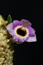 Image result for Dendrobium
