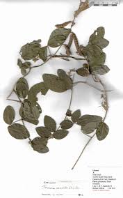 Image result for Teramnus uncinatus