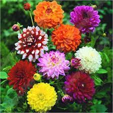 50 Pcs Bag Dahlia Flower Seeds Bonsai Flower Seeds Mix Color Dahlia Flowers Chinese Peony Home Garden Potted Pla Flower Seeds Online Bonsai Flower Flower Seeds
