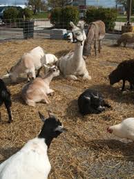 We cover birthday parties, sensory sessions and corporate events to name a few. A Zoo To You Mobile Petting Zoo Chicagofun Com