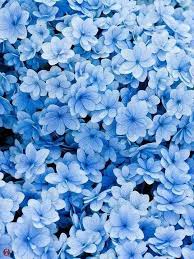 Photo Light Blue Aesthetic Blue Aesthetic Pastel Blue Flowers