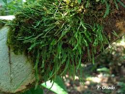 Image result for Cochlidium