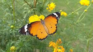 Free for commercial use ✓ no attribution required . 300 Best Butterfly Videos 100 Free Download Pexels Stock Videos