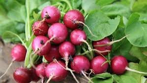 8 Legumes Que Vous Devriez Consommer Et 8 Que Vous Devriez Eviter Herbst Gemuse Kalorienarmes Gemuse Und Wurzelgemuse