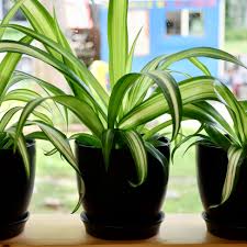 Image result for Chlorophytum
