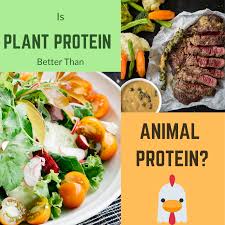 The main difference between animal and plant protein is that animal protein is a complete protein, containing all essential amino acids, whereas plant proteins are incomplete proteins, providing only several essential amino acids to the diet. Animal Protein Vs Plant Protein Protein Is Just Protein How Does It By Poonam Gupta Plantmade Medium