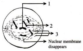 It has two states or phases: Given Below Is A Diagram Representing A Stage During Mitotic Cell Division In An Animal Cell Examine Sarthaks Econnect Largest Online Education Community
