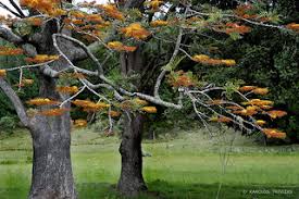 Maybe you would like to learn more about one of these? Grevillea Robusta Silky Oak Tree New Zealand Helena Bay Flickr