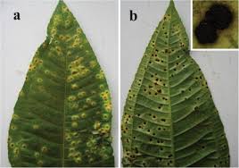 Image result for Cissus fanshawei