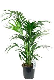 Palmen samen i spindel palme i kubel palme zimmerpflanze. Palmen Kaufen 123zimmerpflanzen