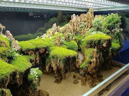 Reptiles Reptiles Vivarium Reptiles Vivarium Aquarium Fish Aquascape Aquarium Biotope Aquarium
