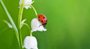 Raison de plus pour envoyer de jolies cartes ornées de muguet à ses proches. Alternative Aux Pesticides La Ville De Caen Distribue Gratuitement Des Larves De Coccinelles Bio A La Une