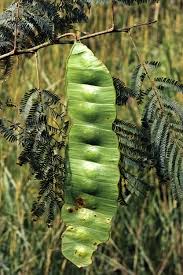 Image result for Entada abyssinica