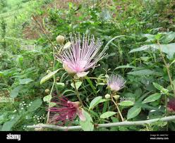 Image result for Capparis viminea
