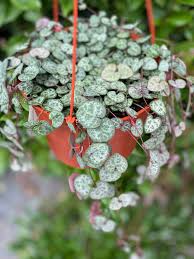 Image result for Ceropegia stenifolia