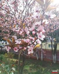 Bacivua este un poet simbolist iar atmosfera bacovian este specifica: PrimÄƒvara In Poezia Lui George Bacovia Verde Crud Jurnal Spiritual