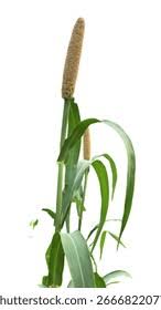 Image result for Cenchrus americanus