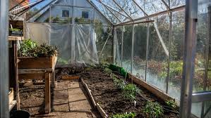 Gurken im garten anbauen und ernten. Gewachshaus Gurken In Kubel Pflanzen Ndr De Ratgeber Garten Nutzpflanzen