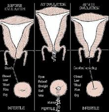 Image result for cervix position