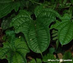 Image result for Vepris sansibarensis