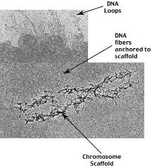Biology 335 Lecture Notes Nucleic Acid Structure 7