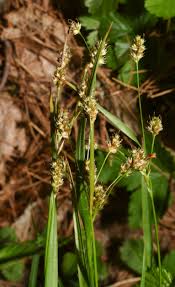 Image result for Luzula multiflora