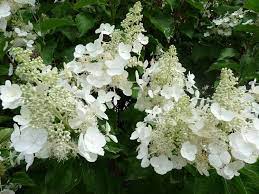 Гортензия Вайт Леди особенности и характеристика сорта правила посадки выращивания и ухода отзывы