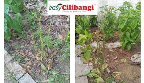 6 tanaman indoor yang tidak membutuhkan tanah untuk tumbuh. 5 Langkah Merawat Pokok Terlebih Baja Blog Cilibangi