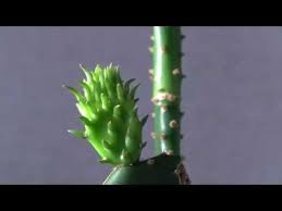Reddit gives you the best of the internet in one place. Opuntia Ficus Indica Alchetron The Free Social Encyclopedia