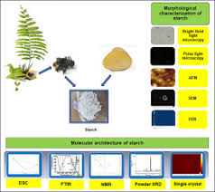 Image result for Ampelopteris