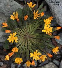 Image result for Crepis newii